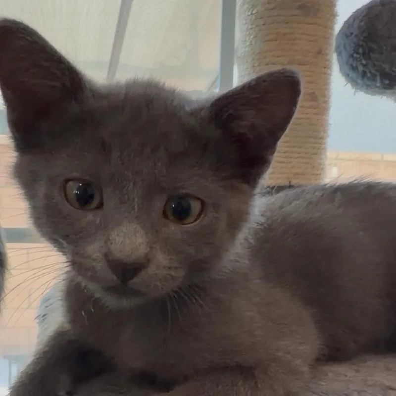 A baby small-sized male Gray / Blue / Silver Domestic Short Hair cat named Tom for adoption in Los Angeles, CA