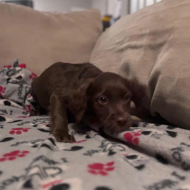 A baby medium-sized female Brown / Chocolate Mixed Breed dog named Brulee for adoption in Fredericksburg, VA
