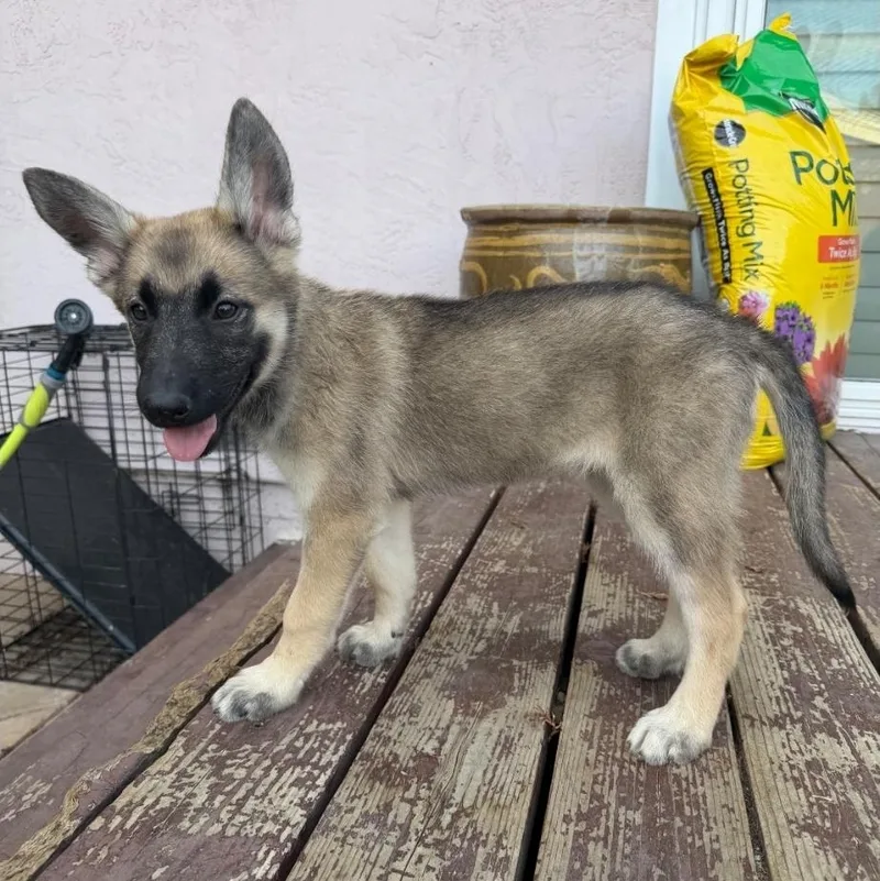 Mochi