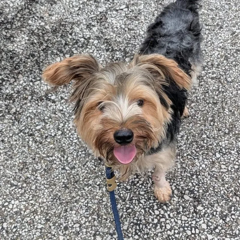 A young small-sized male Golden Yorkshire Terrier dog named Dexter for adoption in Grafton, OH