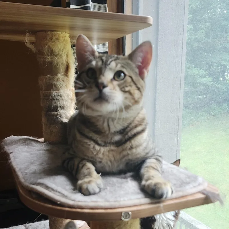 Chester