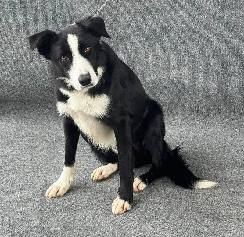 A young medium-sized male Black Border Collie dog named Eli for adoption in Lafayette, CA