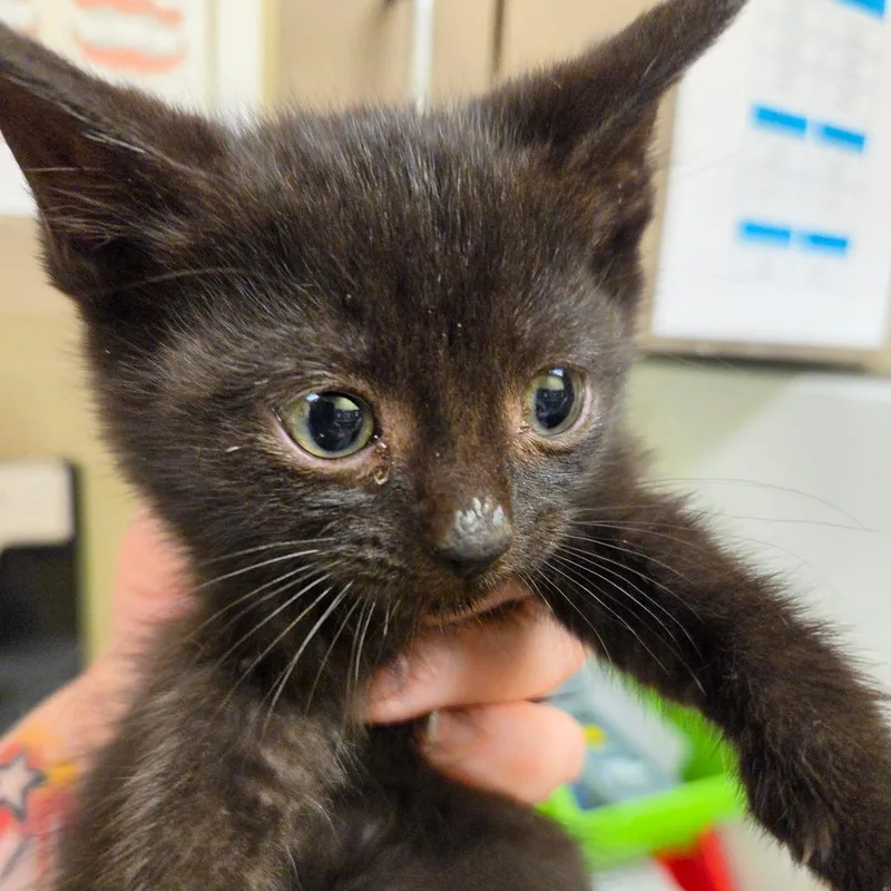 A baby small-sized male Black Domestic Short Hair cat named Robin for adoption in Asheville, NC