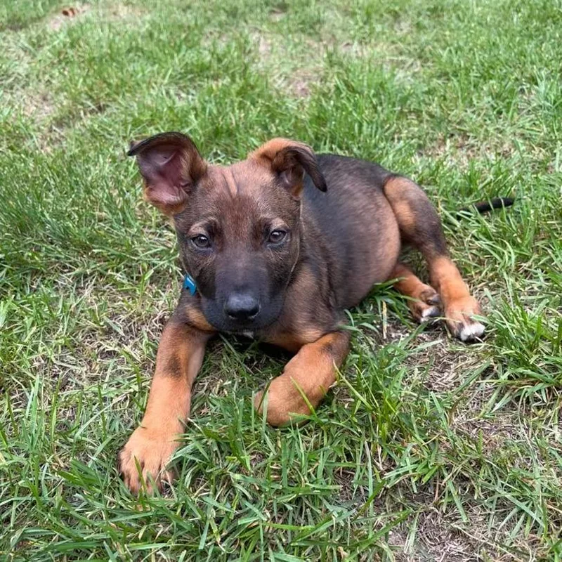 A baby large-sized male Brown / Chocolate Shepherd dog named Aspen for adoption in Ferndale, MI