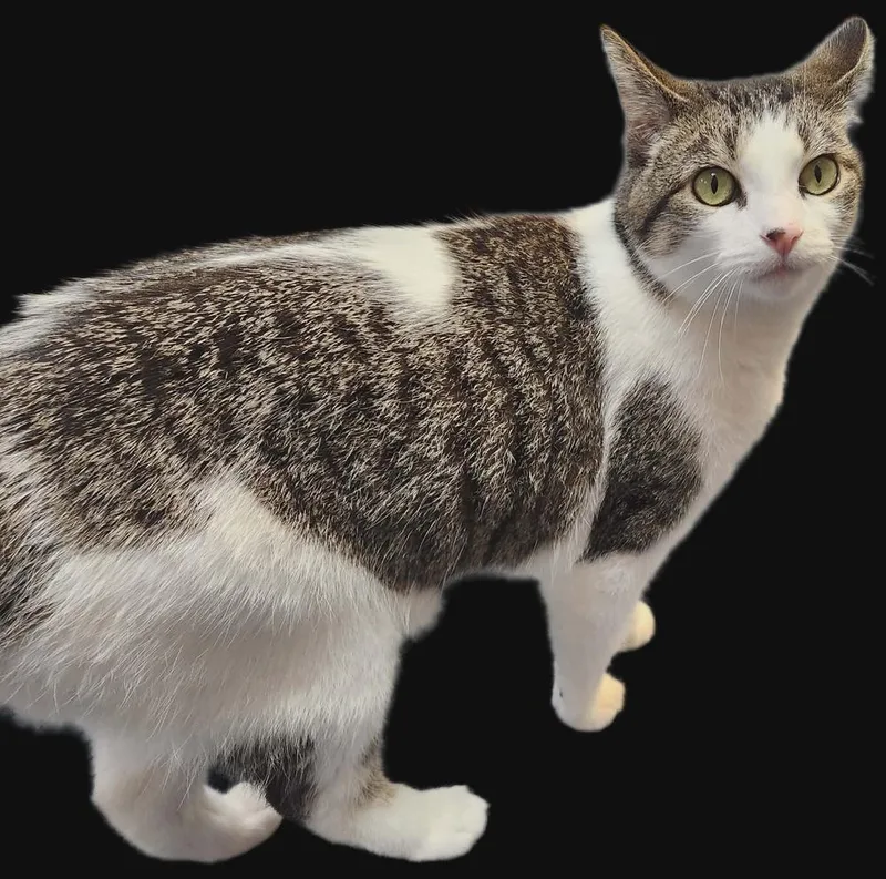A young small-sized female White Domestic Short Hair cat named Pookah Too for adoption in Muskegon, MI
