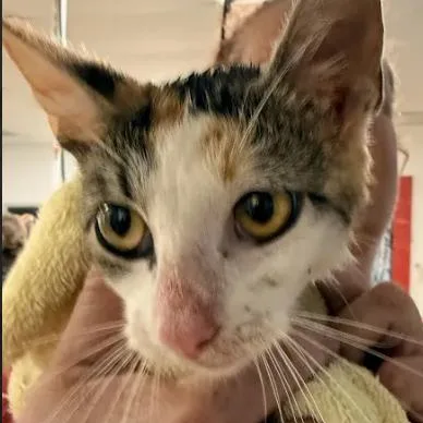 A young medium-sized female Calico Domestic Short Hair cat named VelaC for adoption in East Saint Louis, IL