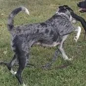 An adult large-sized female White / Cream Catahoula Leopard Dog dog named Rocky for adoption in Jasper, IN