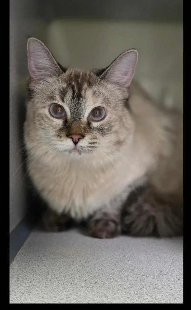 An adult medium-sized female Gray & White Siamese cat named Sugar for adoption in Lafayette, CO