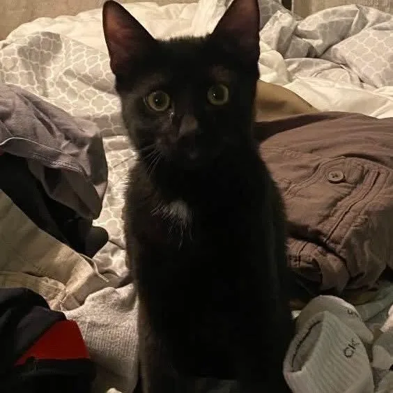 A baby small-sized male American Shorthair cat named Alduin for adoption in East Orange, NJ