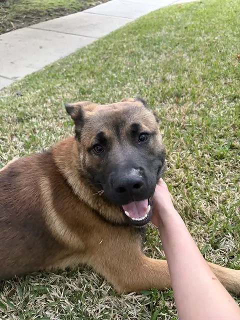 A young large-sized male Mixed Breed dog named Moose for adoption in Dallas, TX