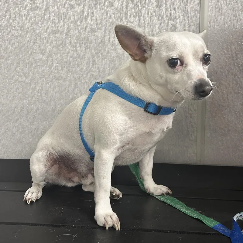 An adult small-sized male White / Cream Chihuahua dog named Gizmo for adoption in Tampa, FL