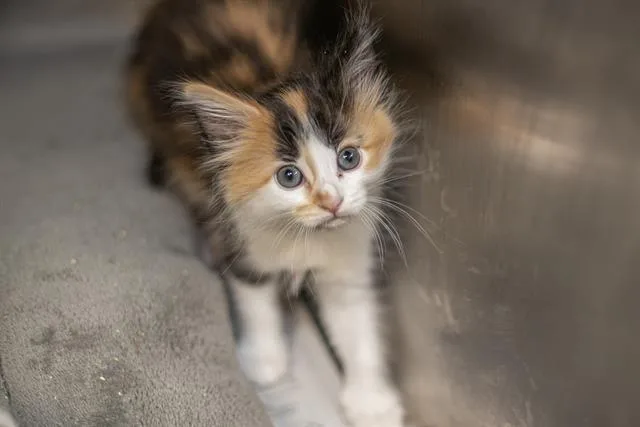 A baby small-sized female Domestic Medium Hair cat named Reeses for adoption in Charlotte, NC