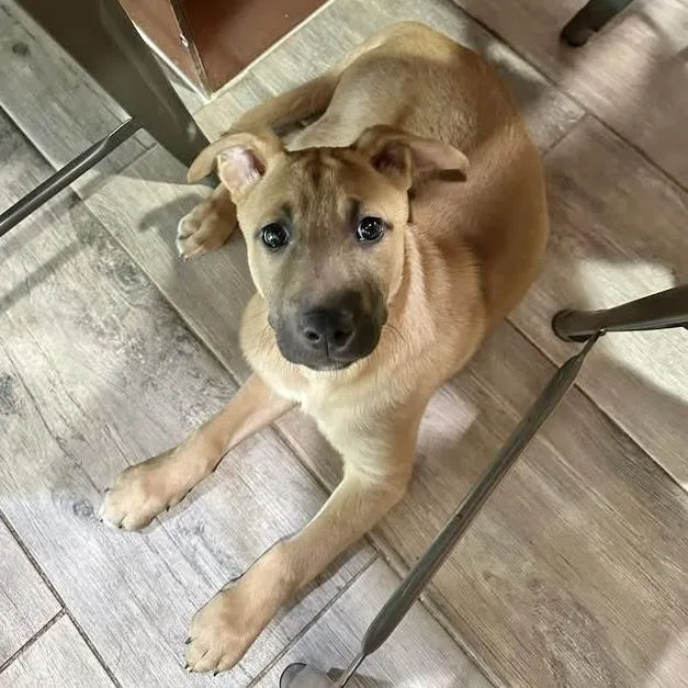 A baby medium-sized female Golden Norwegian Elkhound dog named Layla for adoption in Hillsborough, NJ