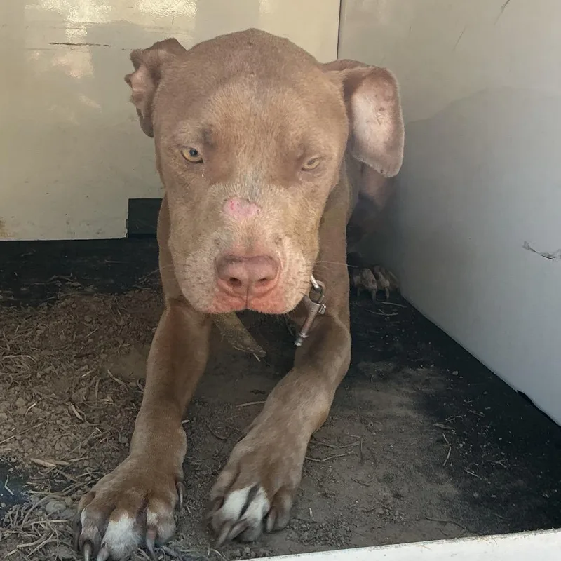 A young medium-sized male Pit Bull Terrier dog named PBAStray for adoption in Pine Bluff, AR