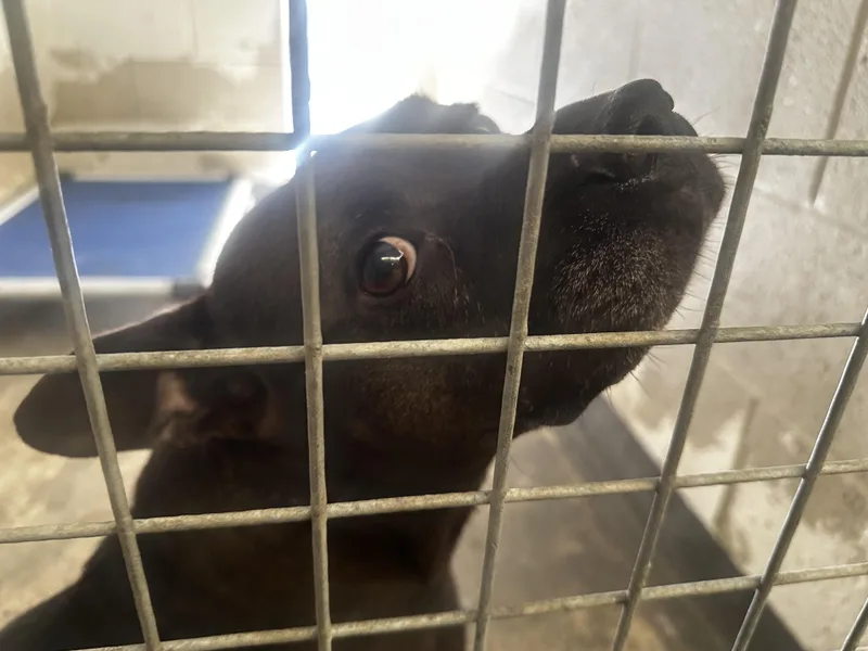 An adult large-sized female Mixed Breed dog named Eli for adoption in Los Angeles, CA