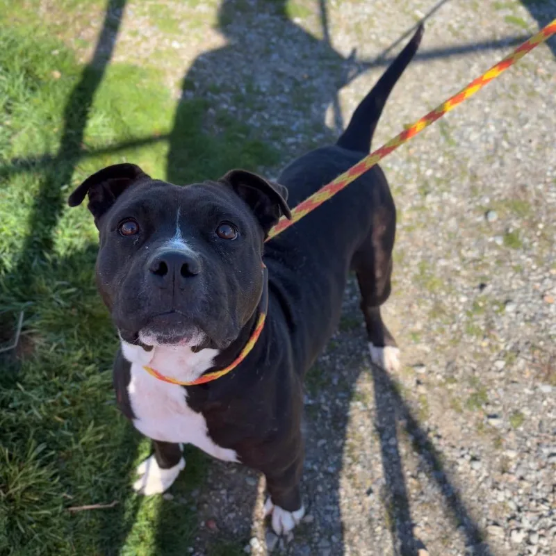An adult medium-sized male Black Mixed Breed dog named Kekoa for adoption in Spokane, WA