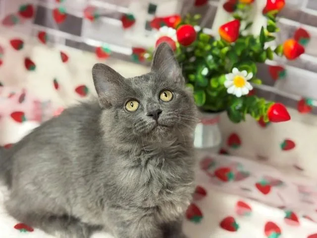A baby small-sized female Domestic Long Hair cat named Sylvie for adoption in Fairfield, CA