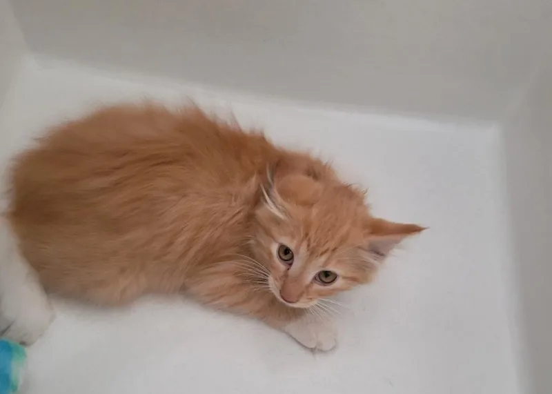 A baby small-sized male Domestic Short Hair cat named Rocky for adoption in Grand Rapids, MN