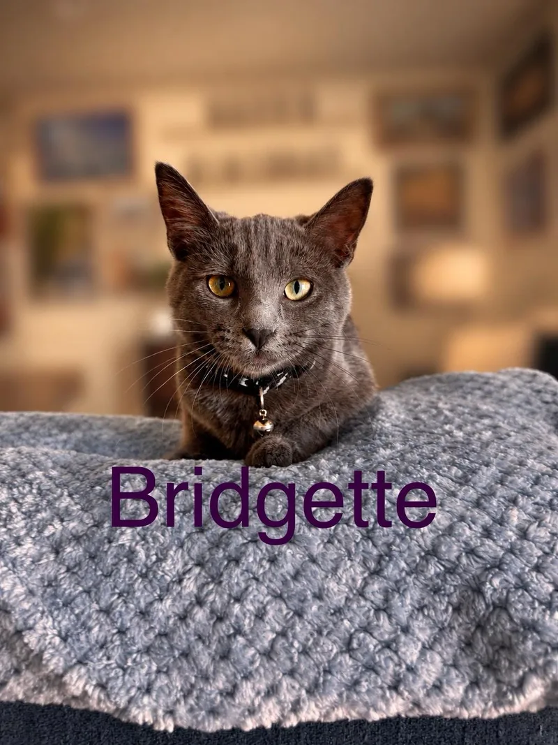 Bridgette