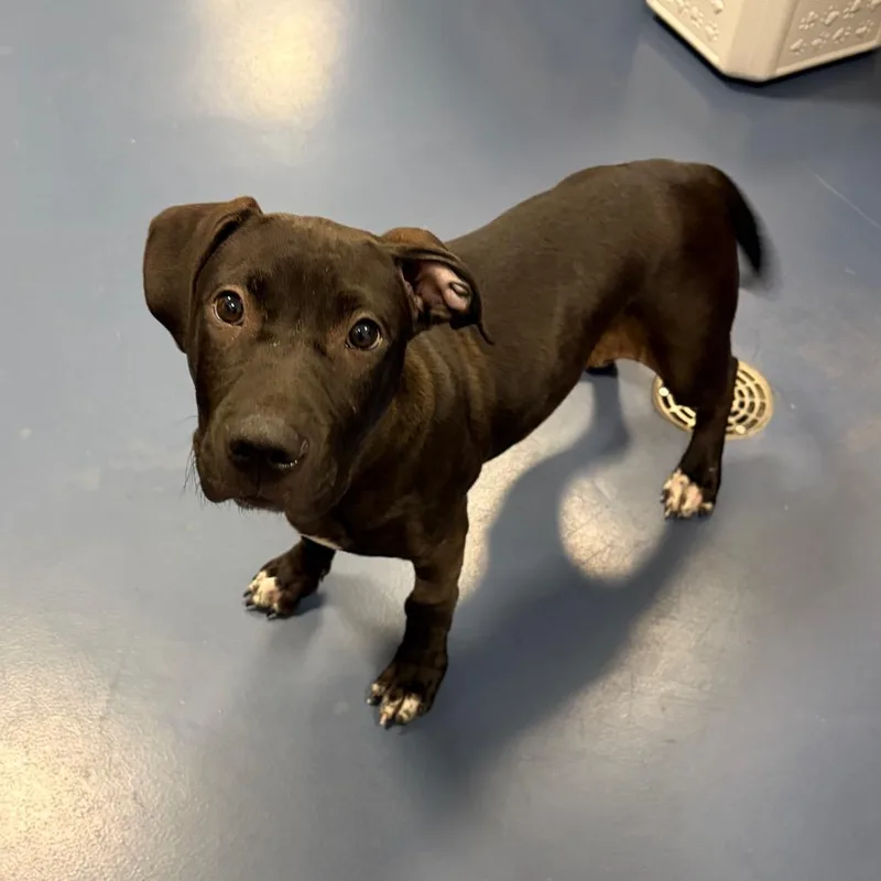 A young medium-sized male Black Labrador Retriever dog named Harold for adoption in Greensboro, NC