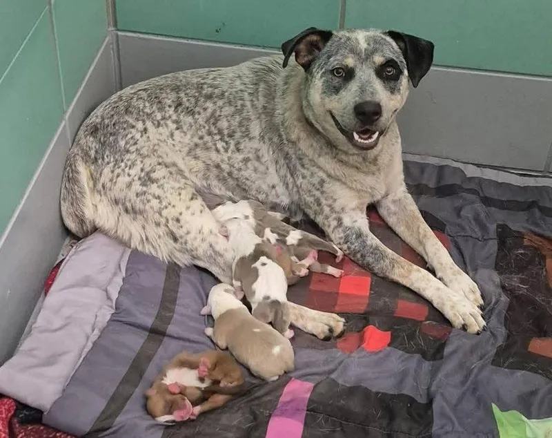 An adult medium-sized female Merle (Blue) Australian Cattle Dog / Blue Heeler dog named Charlie for adoption in Bronx, NY