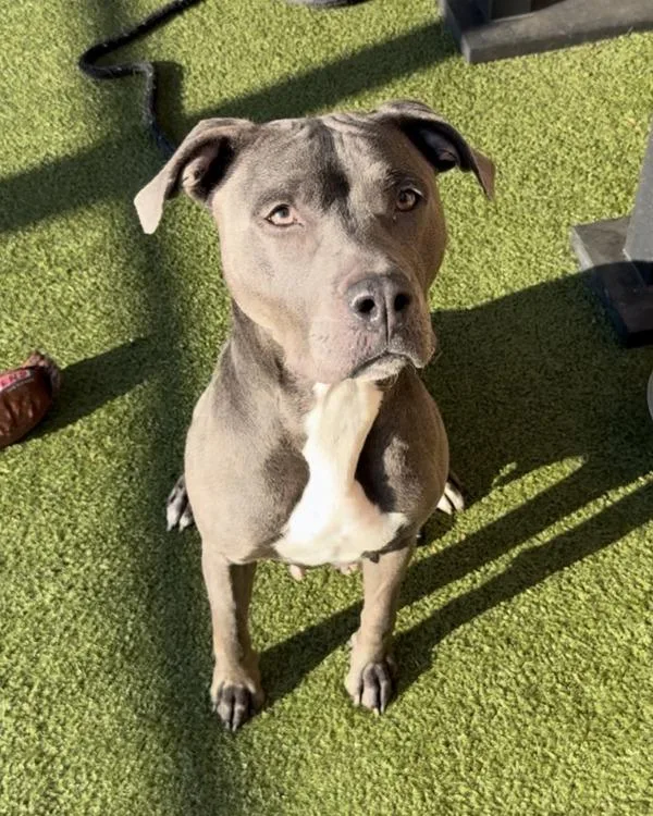 An adult large-sized female Pit Bull Terrier dog named Blu for adoption in Canton, GA