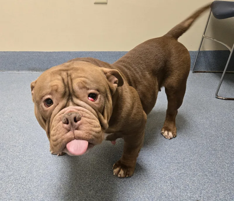 Dumplin' thumbnail 2