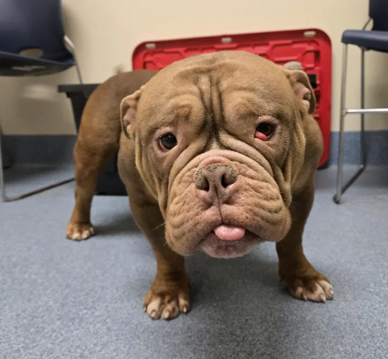 Dumplin' thumbnail 3