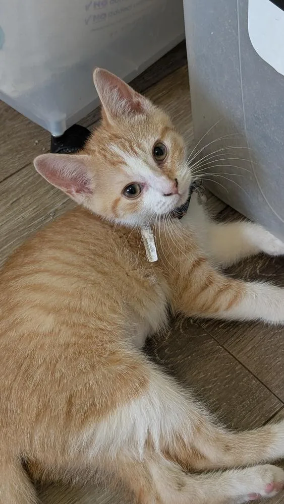 A baby small-sized female Domestic Short Hair cat named Ivy for adoption in Plymouth, MI
