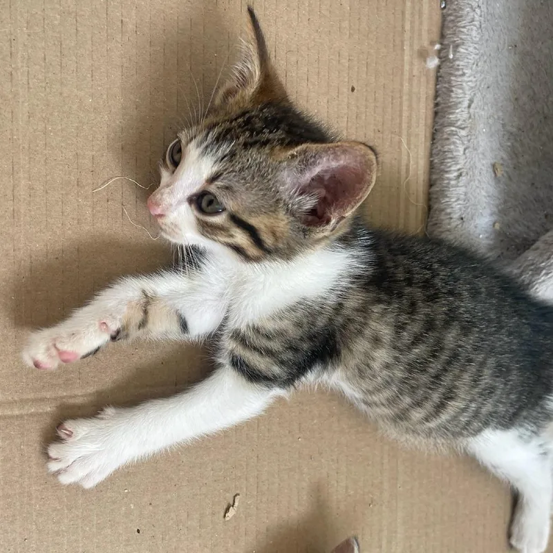 A baby small-sized male Brown / Chocolate Domestic Short Hair cat named Udana for adoption in Austin, TX