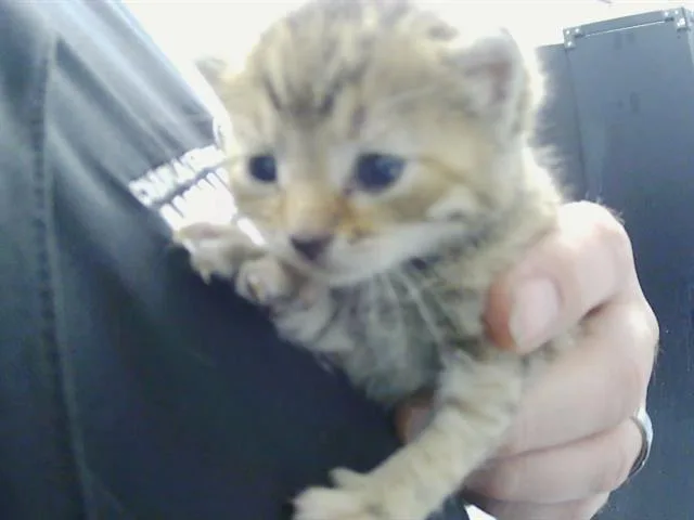 A baby small-sized female Domestic Short Hair cat named A for adoption in Charlotte, NC