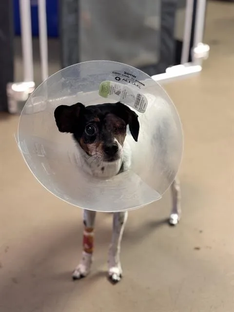 An adult small-sized female Mixed Breed dog named Zuki for adoption in Dallas, TX