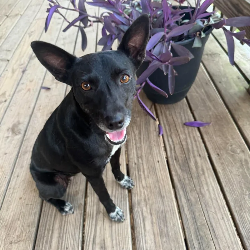 A young small-sized female Australian Kelpie dog named Roxy for adoption in Chatham, NJ