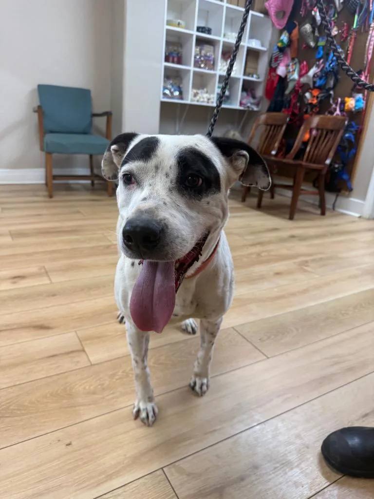 An adult large-sized male Dalmatian dog named Leo for adoption in Fayetteville, TN