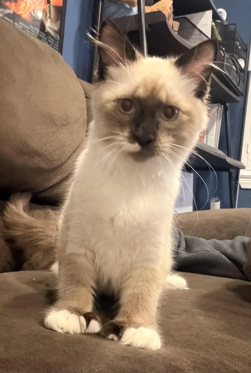 A baby medium-sized female Siamese cat named Dawn & Midnight for adoption in Norco, CA