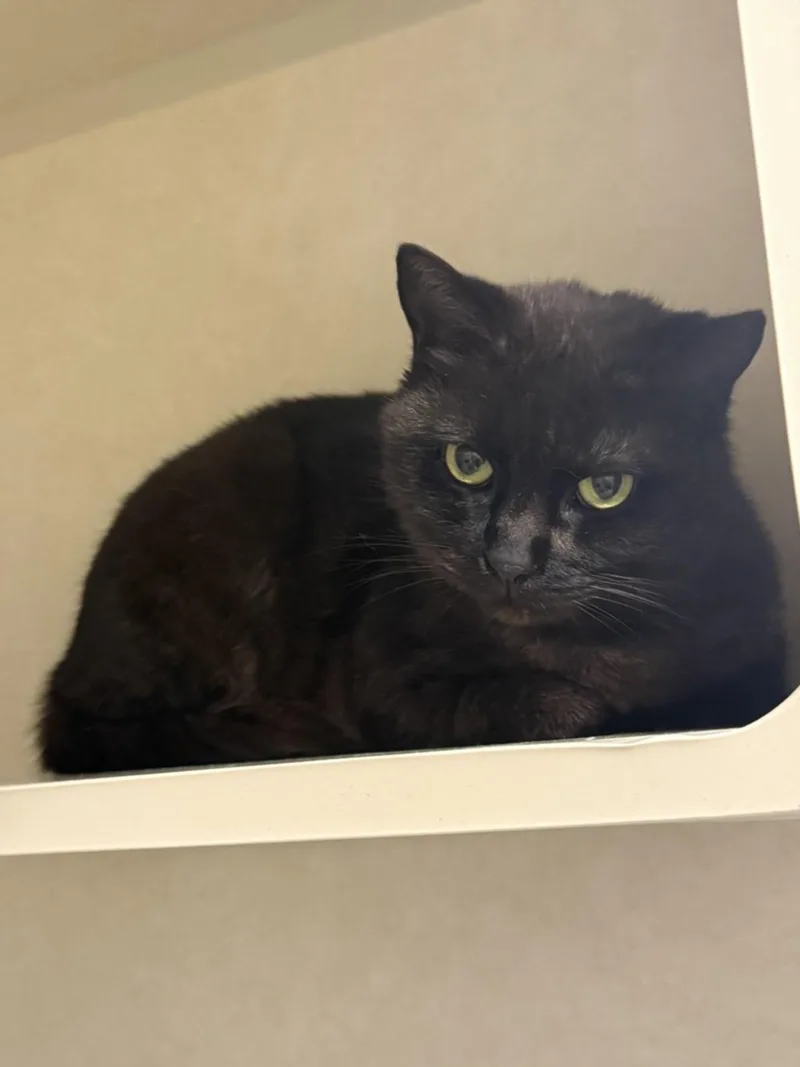 An adult medium-sized female Domestic Short Hair cat named Elysia for adoption in Hagerstown, MD