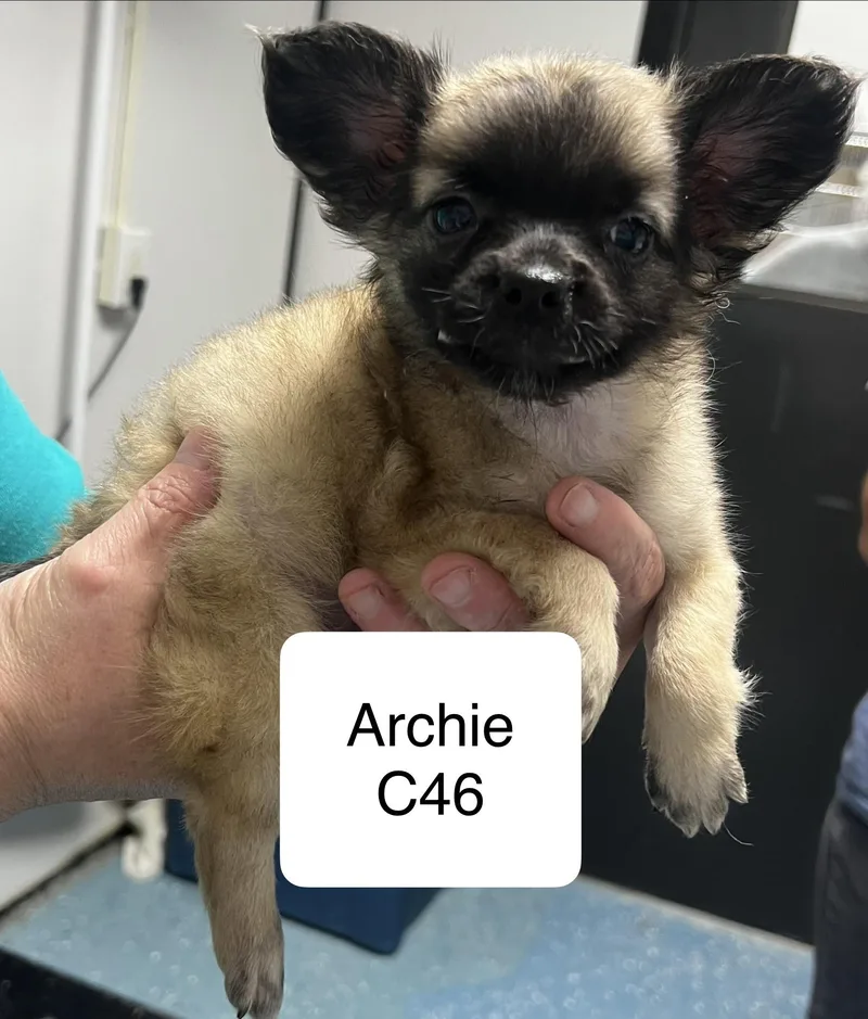 A baby small-sized male Black Chihuahua dog named Archie for adoption in Morganton, NC