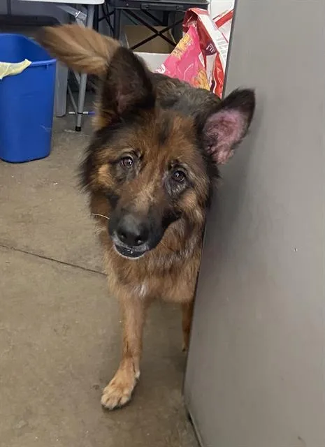 An adult large-sized female German Shepherd Dog dog named Roxy for adoption in Dallas, TX