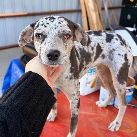 An adult small-sized female Gray / Blue / Silver Mixed Breed dog named Tinkerbell for adoption in Buffalo, MN