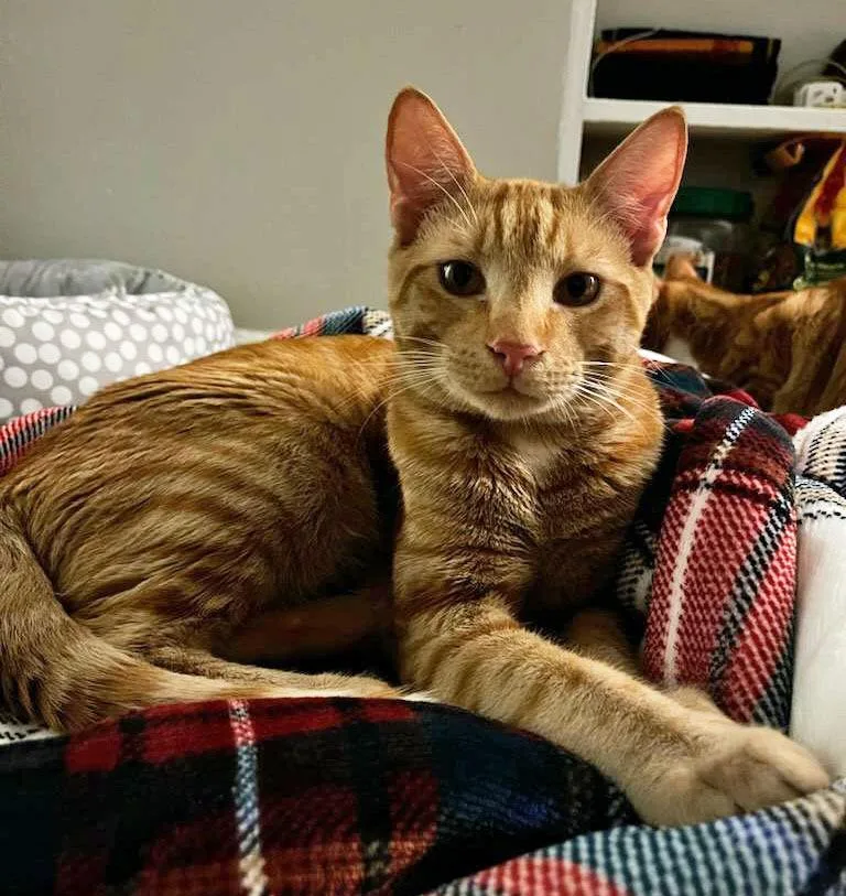 A baby medium-sized male Domestic Short Hair cat named Herbie for adoption in Youngsville, NC