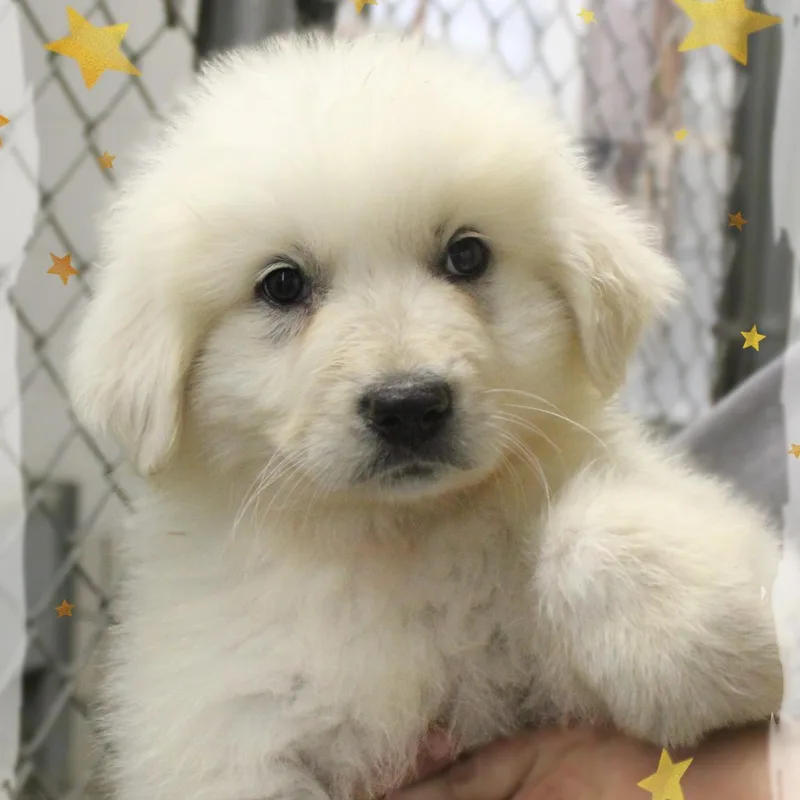 A baby extra large-sized male White / Cream Great Pyrenees dog named Dakota for adoption in Amelia, OH