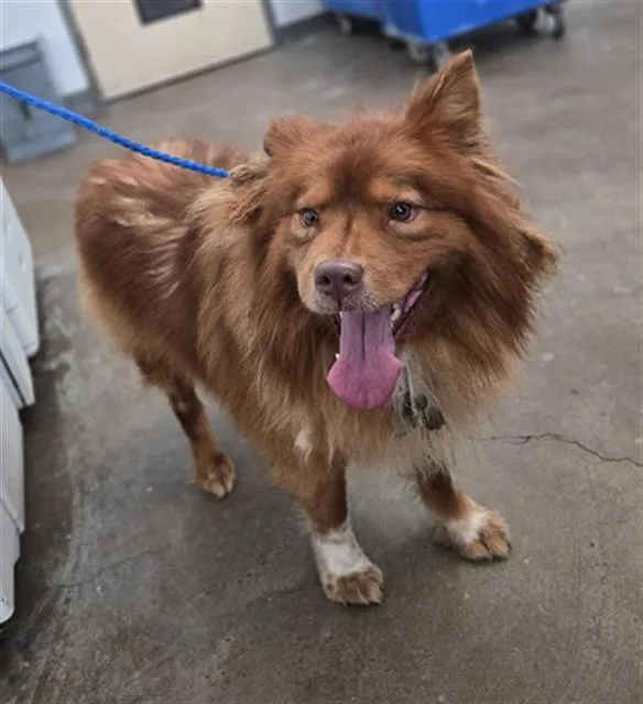 A young large-sized male Mixed Breed dog named Angus for adoption in Dallas, TX