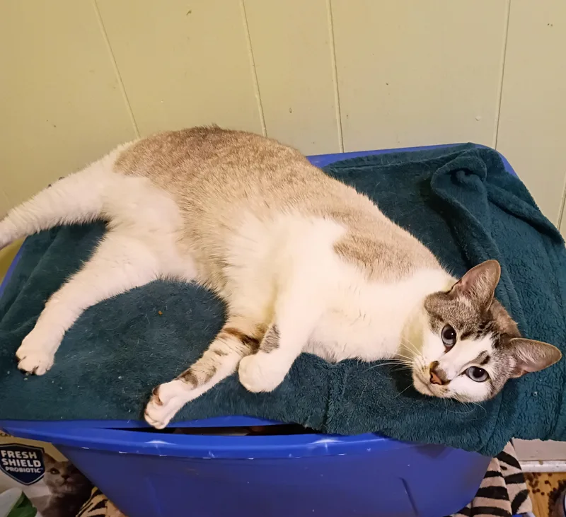 Billie  Blue Eyes thumbnail 2