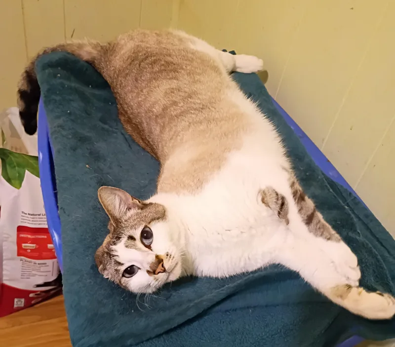 A young large-sized female Cream / Ivory Siamese cat named Billie  Blue Eyes for adoption in Hendersonville, TN