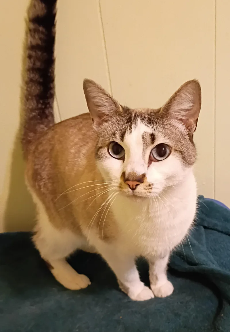 Billie  Blue Eyes thumbnail 3