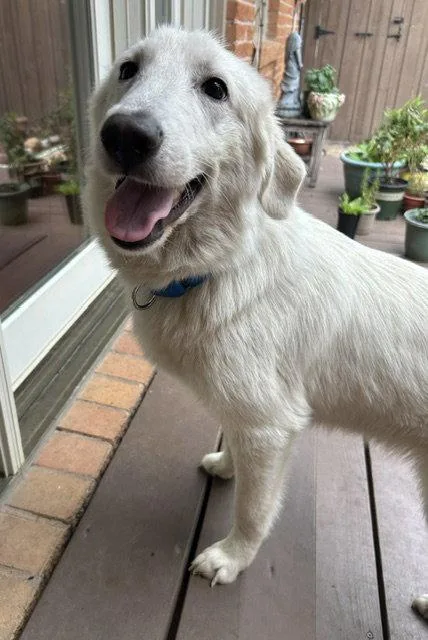 A young medium-sized female Great Pyrenees dog named Cloud for adoption in Garland, TX