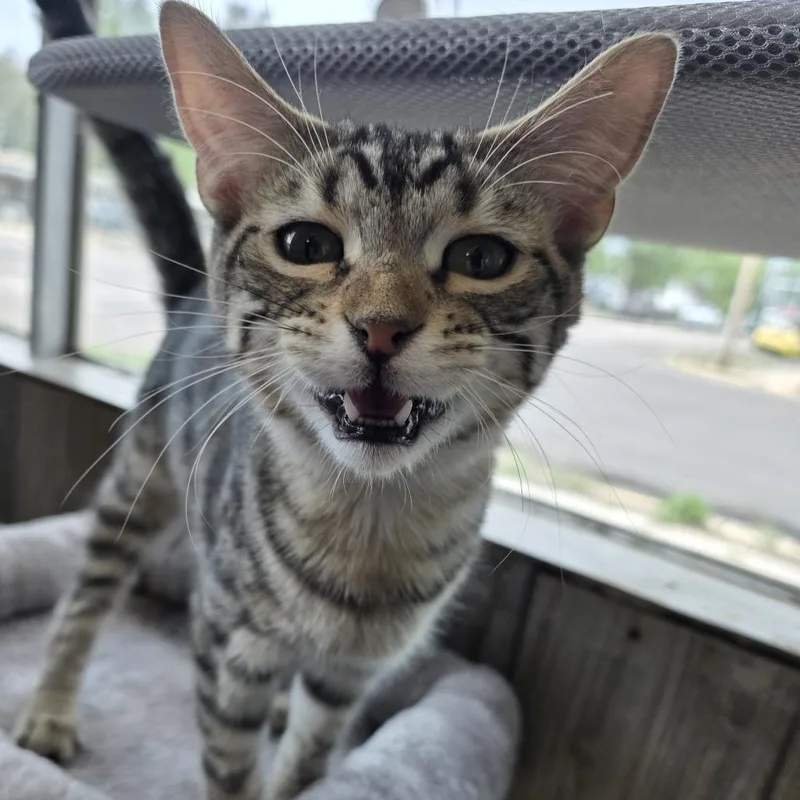 Mr. Bingley