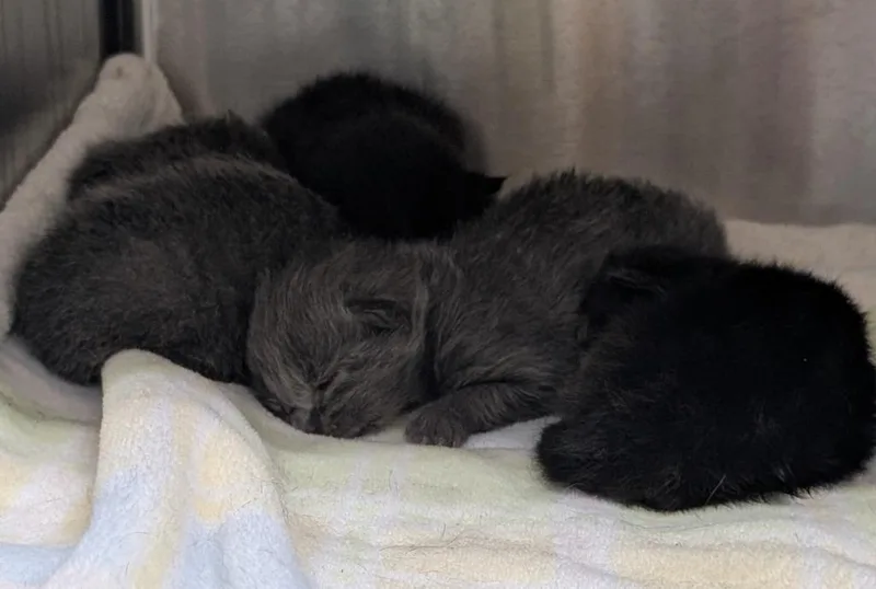 A baby medium-sized male Domestic Short Hair cat named Juno for adoption in Seven Points, TX