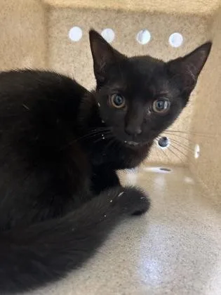 A baby small-sized female Domestic Short Hair cat named Wynonna for adoption in Fairfax, VA
