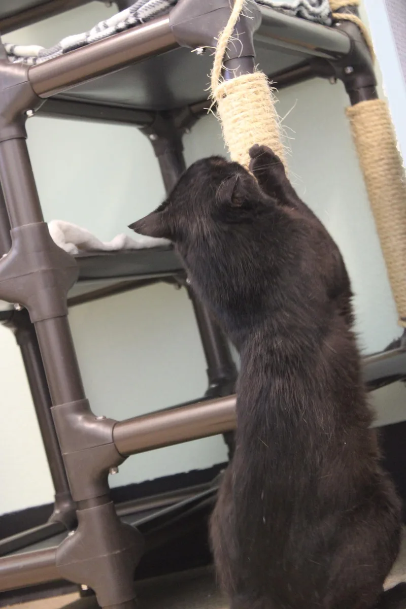 An adult medium-sized male Black Domestic Short Hair cat named Salem for adoption in Weaverville, CA